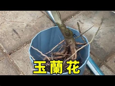 玉蘭花避邪|【玉蘭花擋煞】玉蘭花「擋煞聚氣」的神奇傳説：實戰見證與民間。